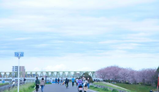 [江戸川の自然]江戸川散歩～桜～