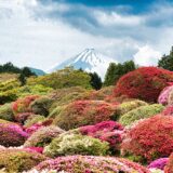「[富士山とつつじとしゃくなげ]つつじ・しゃくなげフェア2022」/Azalea and Rhododendron Fair 2022