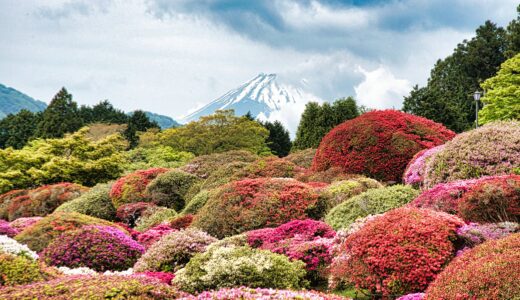 「[富士山とつつじとしゃくなげ]つつじ・しゃくなげフェア2022」/Azalea and Rhododendron Fair 2022