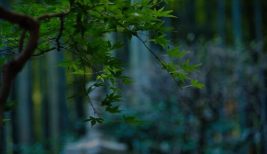 [鎌倉の絶景]竹林の庭園が美しい寺、報国寺