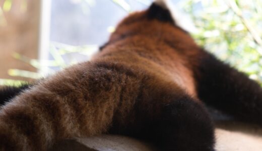 [動物園]夏のズーラシアへ行こう~へたれた動物たちに癒される~